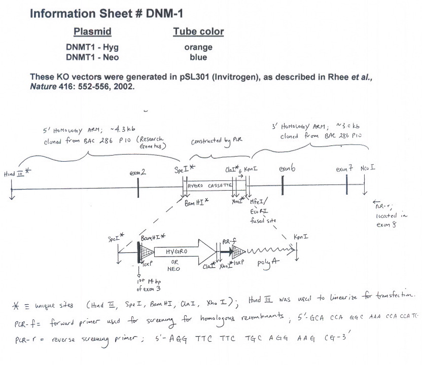 DNMT1 KO Neo质粒图谱